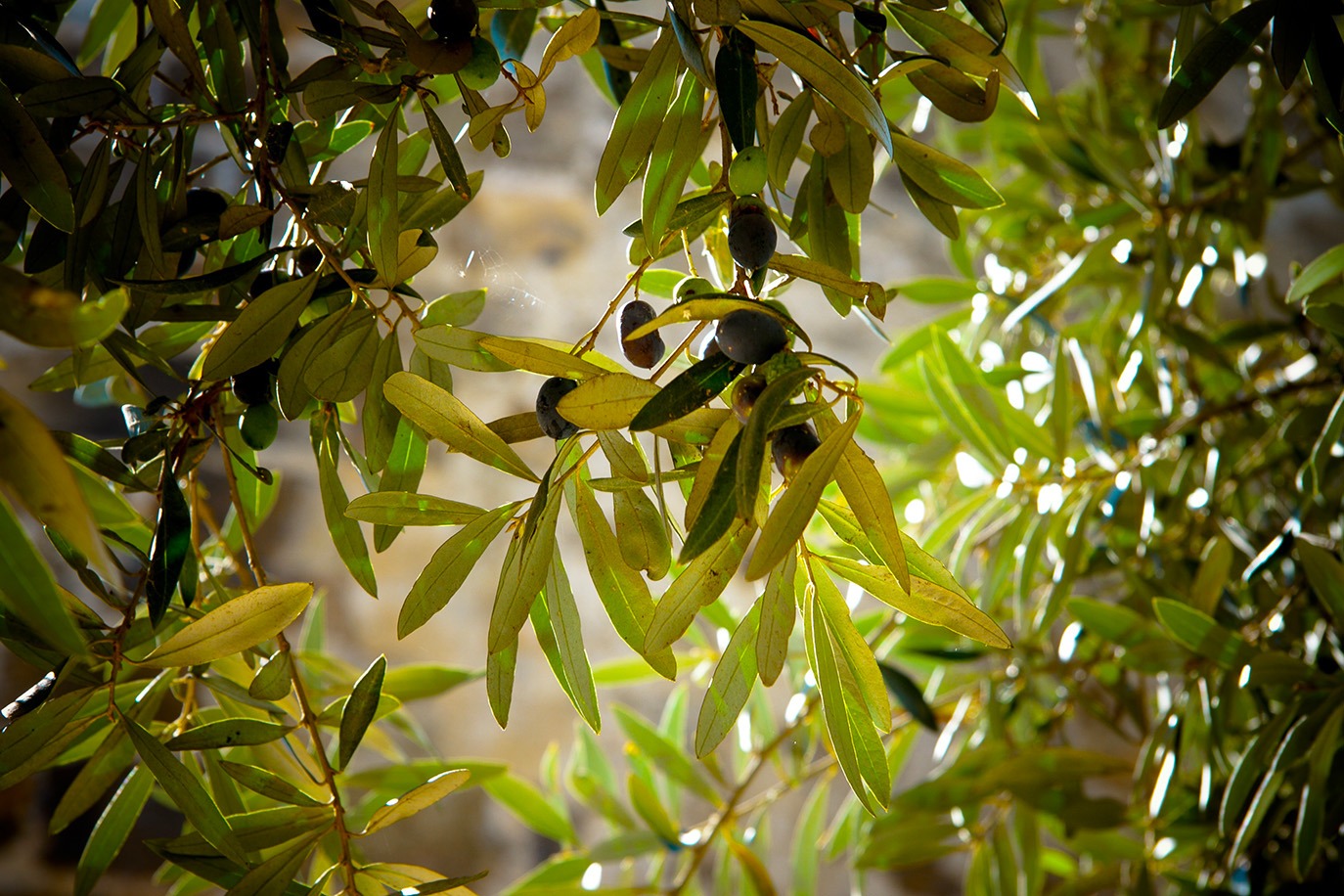 Détail branches d'olivier et olives