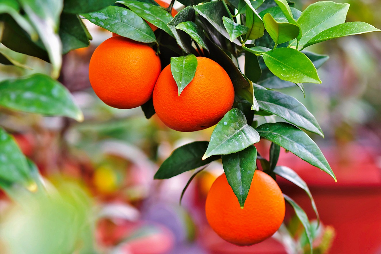 Gros plan sur une orange sur l'arbre