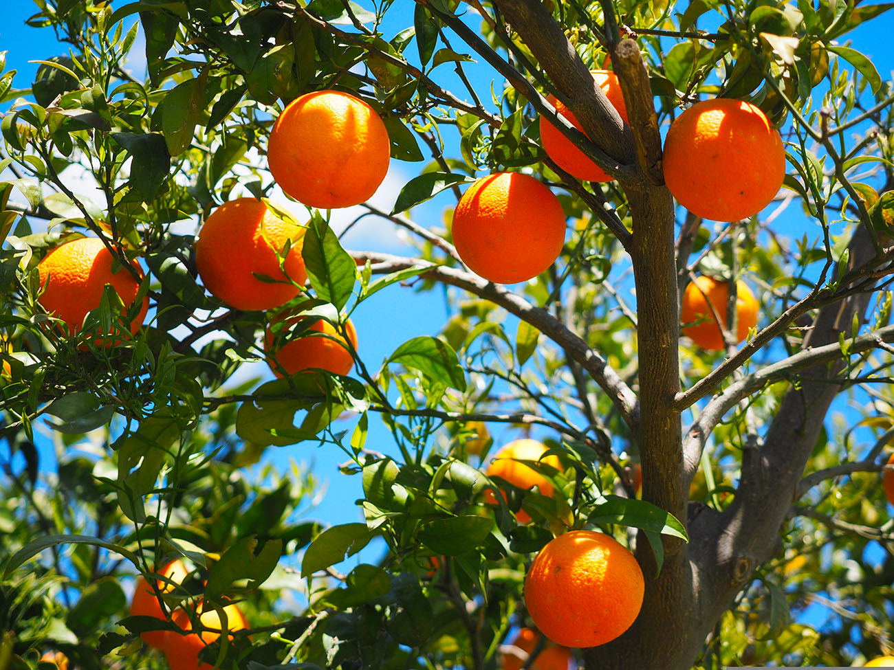 Branches d'oranger gorgées de soleil
